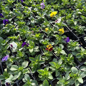 Pansy Delta Pure Color Mix Live Plant – inch Pot – Outdoor Flowers - Image 5