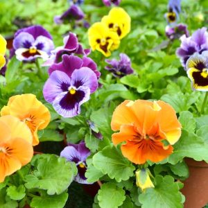 Pansy Delta Pure Color Mix Live Plant – inch Pot – Outdoor Flowers