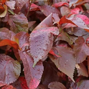 Acalypha Chenille Copper Plant Live Starter Plants – 2 Pack, 4-6 inches Tall – Colorful Foliage - Image 2