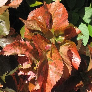 Acalypha Chenille Copper Plant Live Starter Plants – 2 Pack, 4-6 inches Tall – Colorful Foliage - Image 3