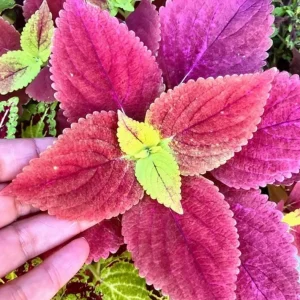 Alabama Sunset Coleus Live Plants – Set of 3 – 5-9