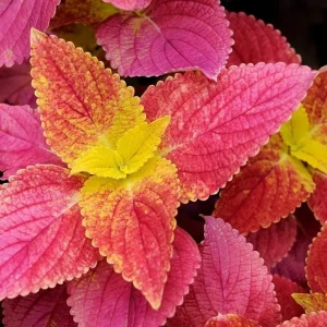 Alabama Sunset Coleus Live Plants – Set of 3 – 5-9