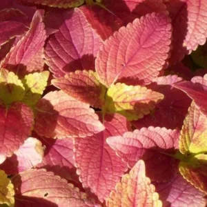 Alabama Sunset Coleus Live Plants – Set of 3 – 5-9