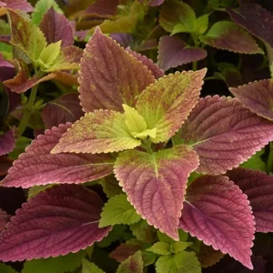 Alabama Sunset Coleus Live Plants – Set of 3 – 5-9