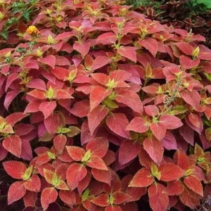 Alabama Sunset Coleus Live Plants – Set of 3 – 5-9