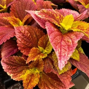 Alabama Sunset Coleus Live Plants – Set of 3 – 5-9