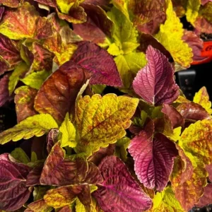 Alabama Sunset Coleus Live Plants – Set of 3 – 5-9
