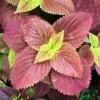 Alabama Sunset Coleus Live Plants – Set of 3 – 5-9" Tall Starter Plants - Image 1