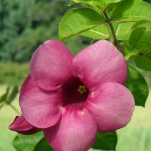 Allamanda 'Cherries Jubilee' Live Plant - Purple Trumpet Vine - Set of 3 - 4-6