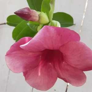 Allamanda 'Cherries Jubilee' Live Plant - Purple Trumpet Vine - Set of 3 - 4-6
