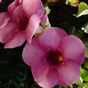 Allamanda 'Cherries Jubilee' Live Plant - Purple Trumpet Vine - Set of 3 - 4-6