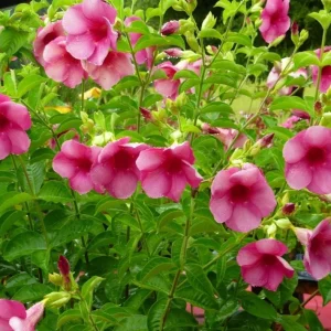 Allamanda 'Cherries Jubilee' Live Plant - Purple Trumpet Vine - Set of 3 - 4-6
