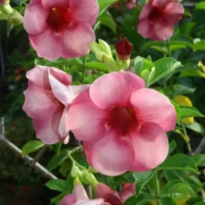 Allamanda 'Cherries Jubilee' Live Plant - Purple Trumpet Vine - Set of 3 - 4-6