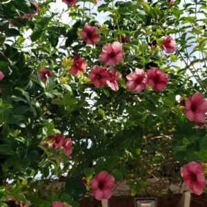 Allamanda 'Cherries Jubilee' Live Plant - Purple Trumpet Vine - Set of 3 - 4-6