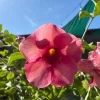 Allamanda 'Cherries Jubilee' Live Plant - Purple Trumpet Vine - Set of 3 - 4-6" Tall - Image 1