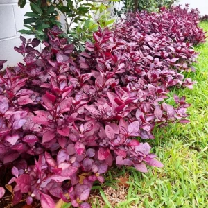 Alternanthera Little Ruby Live Plant – Set of 2 – 4-6