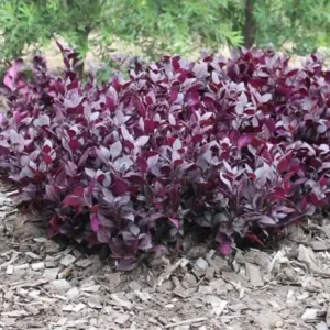 Alternanthera Little Ruby Live Plant – Set of 2 – 4-6