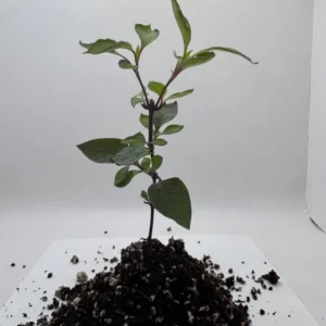 Alternanthera Little Ruby Live Plant – Set of 2 – 4-6