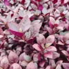 Alternanthera Little Ruby Live Plant – Set of 2 – 4-6" Tall – Ruby Purple Foliage - Image 1