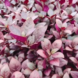 Alternanthera Little Ruby Live Plant – Set of 2 – 4-6