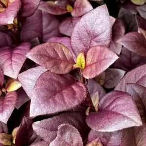 Alternanthera Little Ruby Live Plants – 2 Pack, 4-6