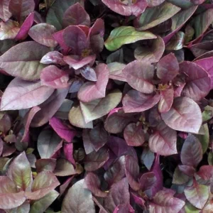 Alternanthera Little Ruby Live Plants – 2 Pack, 4-6