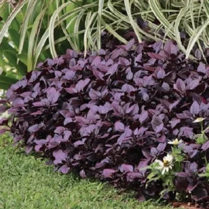 Alternanthera Little Ruby Live Plants – 2 Pack, 4-6