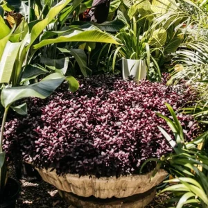 Alternanthera Little Ruby Live Plants – 2 Pack, 4-6