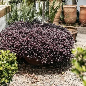 Alternanthera Little Ruby Live Plants – 2 Pack, 4-6