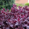 Alternanthera Little Ruby Live Plants – 2 Pack, 4-6" Starter – Ruby Purple Foliage - Image 1
