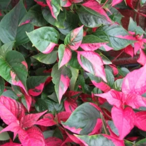 Alternanthera Party Time Live Plant – 2 Pack – 4-6 inch Tall – Colorful Foliage - Image 2