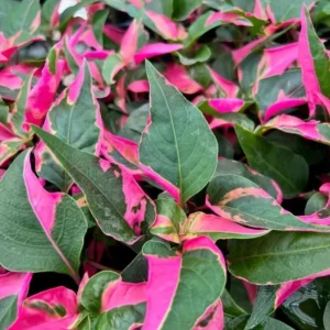 Alternanthera Party Time Live Plant – 2 Pack – 4-6 inch Tall – Colorful Foliage - Image 4