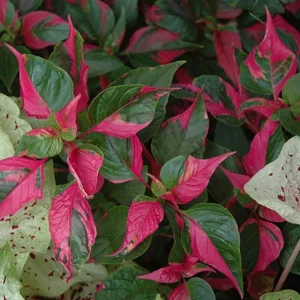 Alternanthera Party Time Live Plant – 2 Pack – 4-6 inch Tall – Colorful Foliage - Image 7