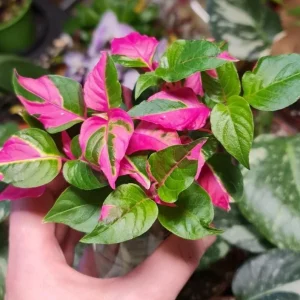 Alternanthera Party Time Live Plant – 2 Pack – 4-6 inch Tall – Colorful Foliage - Image 1