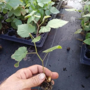 Arapaho Thornless Blackberry Live Plant - 4-6