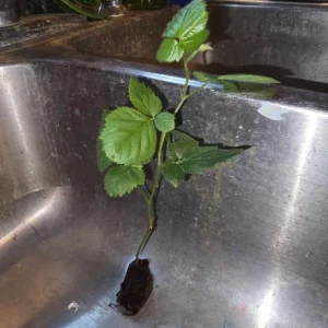 Arapaho Thornless Blackberry Live Plant - 4-6