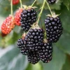 Arapaho Thornless Blackberry Live Plant - 4-6" Tall Fruit Bush for Outdoor Gardens - Image 1