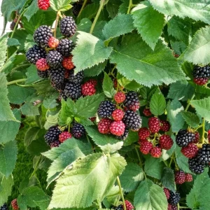 Arapaho Thornless Blackberry Live Plants - Set of 2, 4-6
