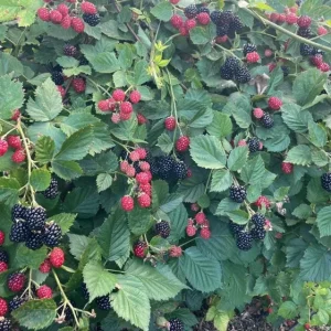 Arapaho Thornless Blackberry Live Plants - Set of 2, 4-6