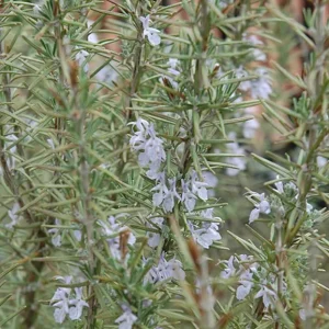 ARP Rosemary Live Plant – Set of 8 Starter Culinary Herbs – 2-5 inches Tall – No Pot - Image 2