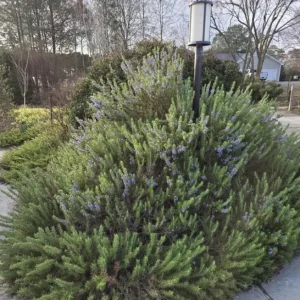 ARP Rosemary Live Plant – Set of 8 Starter Culinary Herbs – 2-5 inches Tall – No Pot - Image 3