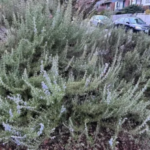 ARP Rosemary Live Plant – Set of 8 Starter Culinary Herbs – 2-5 inches Tall – No Pot - Image 4