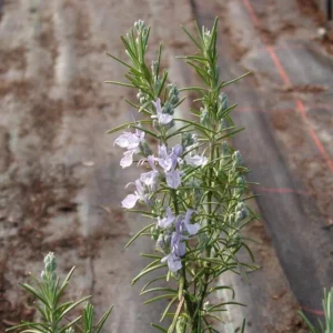 ARP Rosemary Live Plants – Set of 4 Starters – 2-5” Tall – Culinary Herb - Image 2