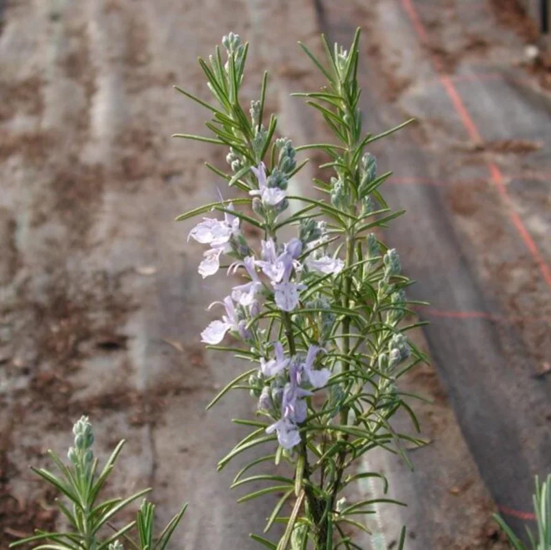 ARP Rosemary Live Plants – Set of 4 Starters – 2-5” Tall – Culinary Herb - Image 2