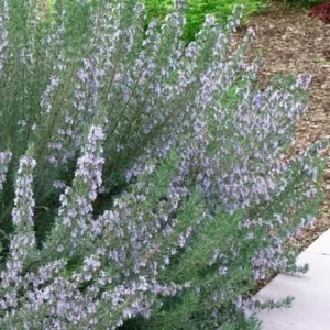 ARP Rosemary Live Plants – Set of 4 Starters – 2-5” Tall – Culinary Herb - Image 3