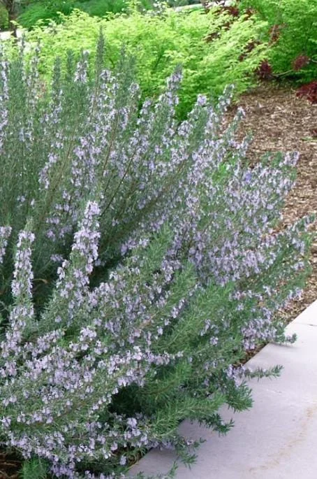 ARP Rosemary Live Plants – Set of 4 Starters – 2-5” Tall – Culinary Herb - Image 3