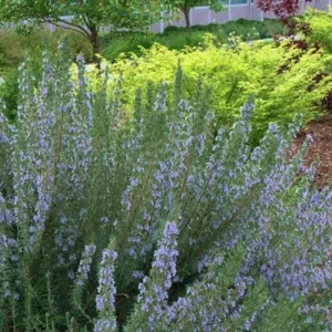 ARP Rosemary Live Plants – Set of 4 Starters – 2-5” Tall – Culinary Herb - Image 4