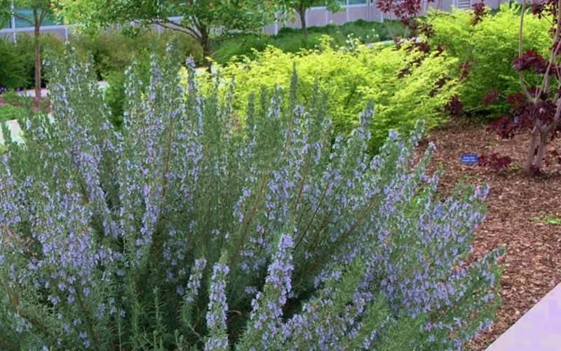 ARP Rosemary Live Plants – Set of 4 Starters – 2-5” Tall – Culinary Herb - Image 4