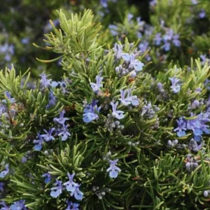 ARP Rosemary Live Plants – Set of 4 Starters – 2-5” Tall – Culinary Herb - Image 1