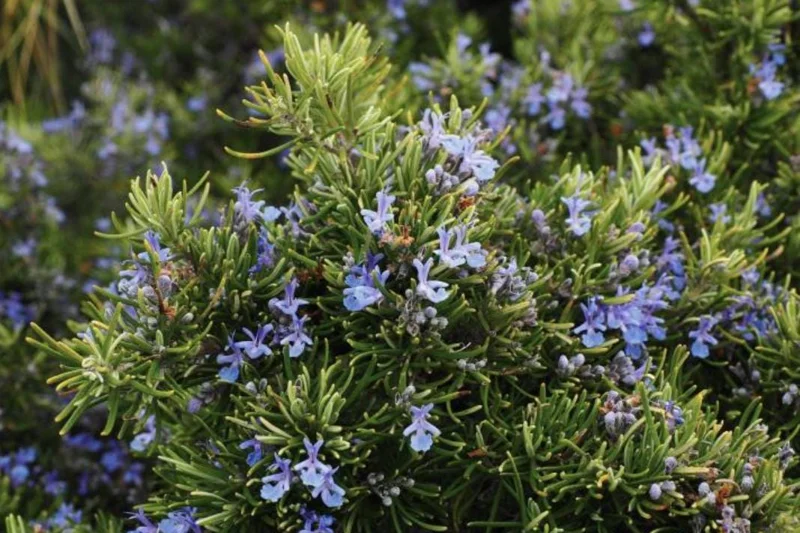 ARP Rosemary Live Plants – Set of 4 Starters – 2-5” Tall – Culinary Herb - Image 1